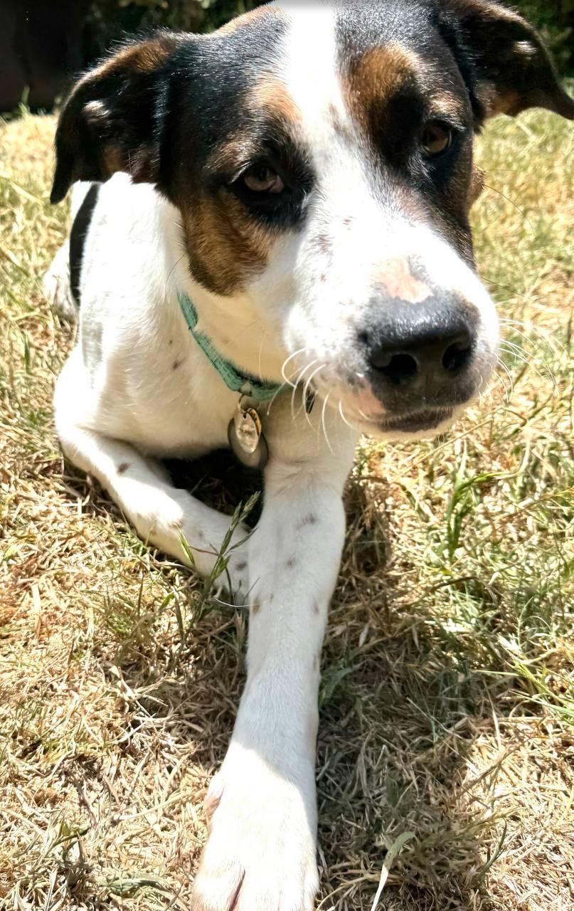 Sheba, a Adoptable mixed breed in Los Angeles, CA image 4/6