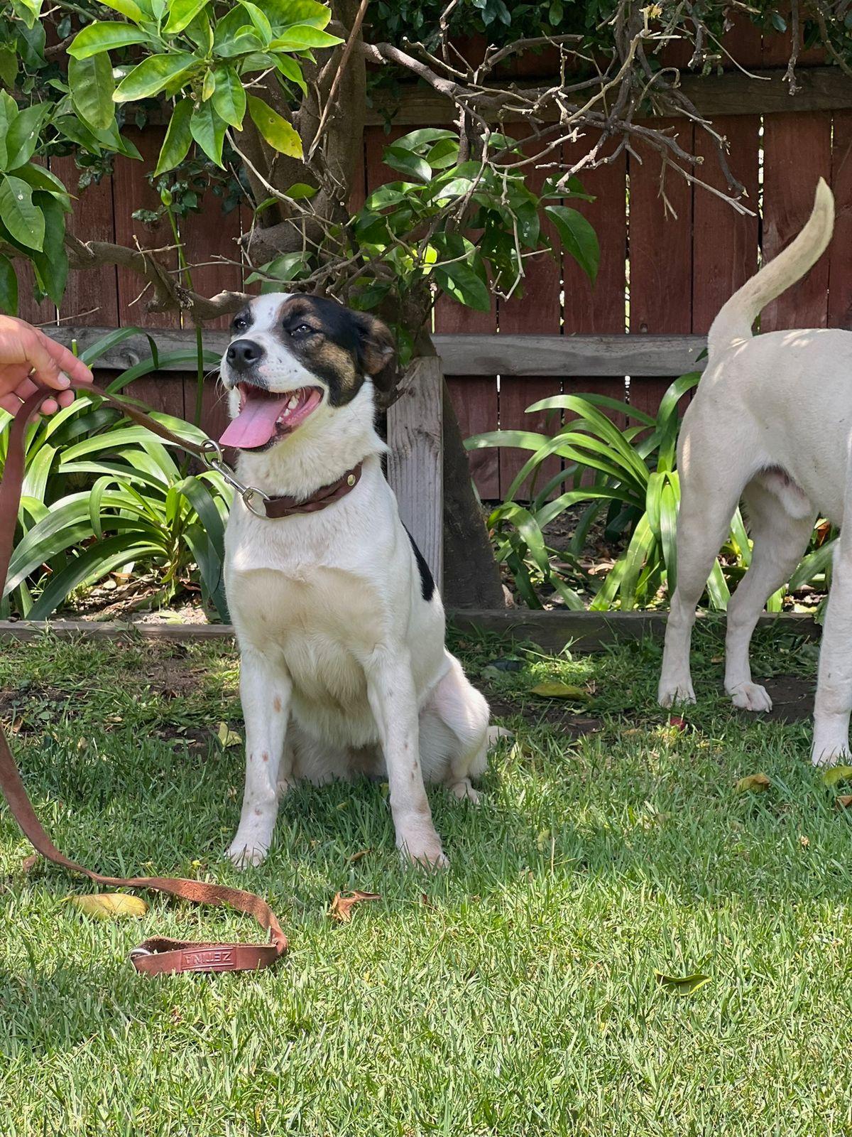 Sheba, a Adoptable mixed breed in Los Angeles, CA image 3/6