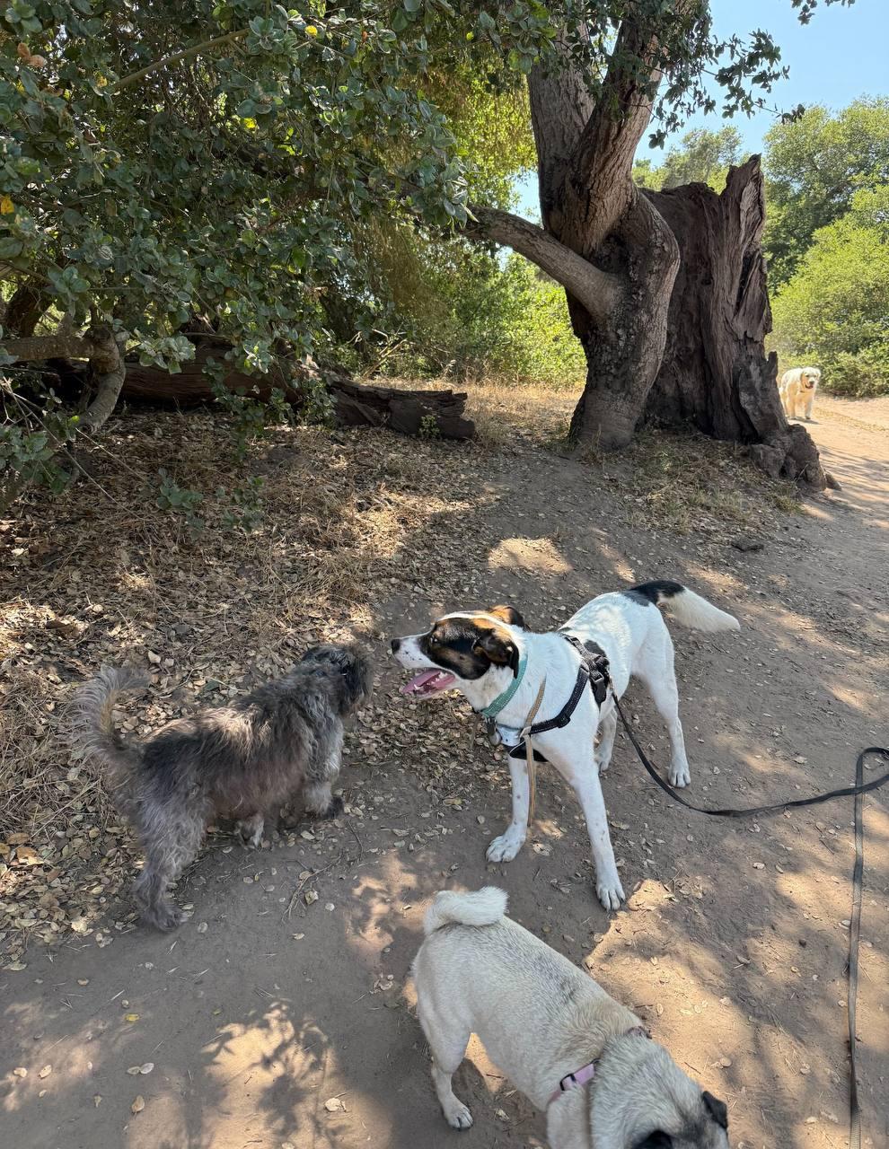 Sheba, a Adoptable mixed breed in Los Angeles, CA image 5/6