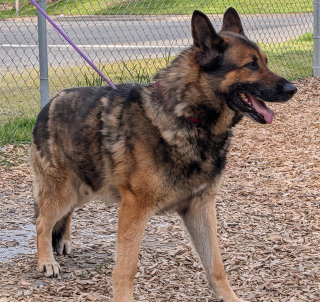 ALLIUM, Adoptable, Adult Male German Shepherd Dog.
