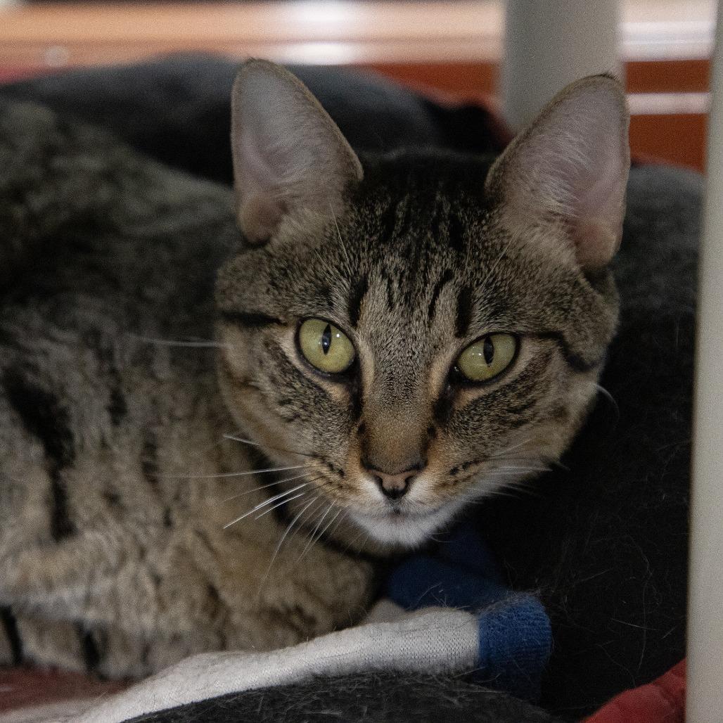 Bumble, Adoptable, Adult Male Domestic Short Hair.