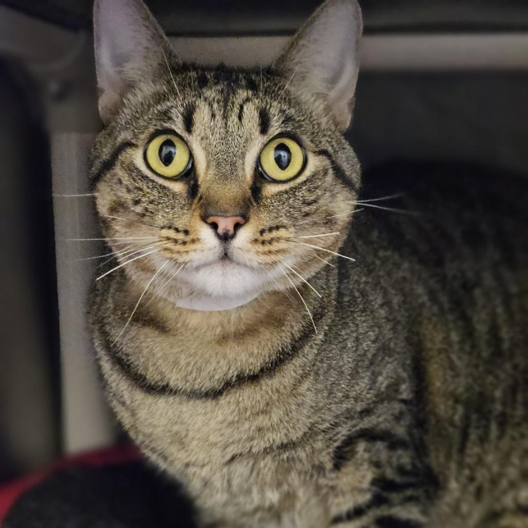 Bumble, a Adoptable Domestic Short Hair in Saint Cloud, MN image 2/3