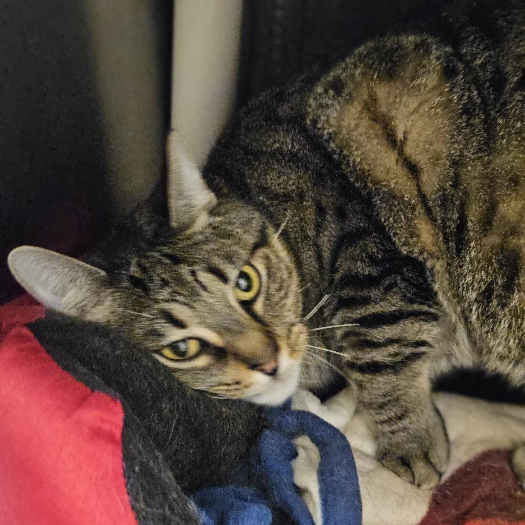 Bumble, a Adoptable Domestic Short Hair in Saint Cloud, MN image 3/3