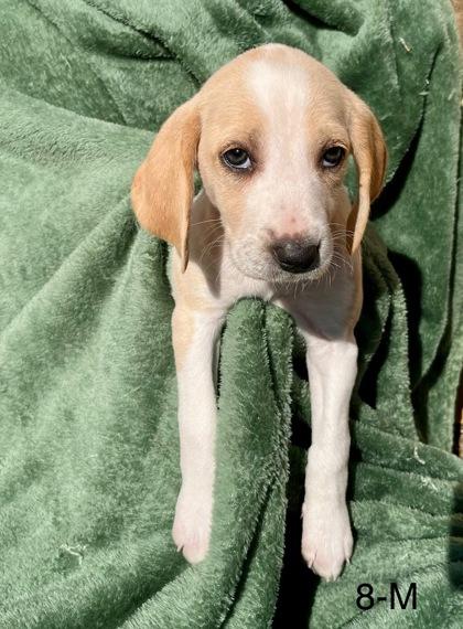 Enlarge Miss Helen, a Adopted American Foxhound in Hollywood, SC image 1/1