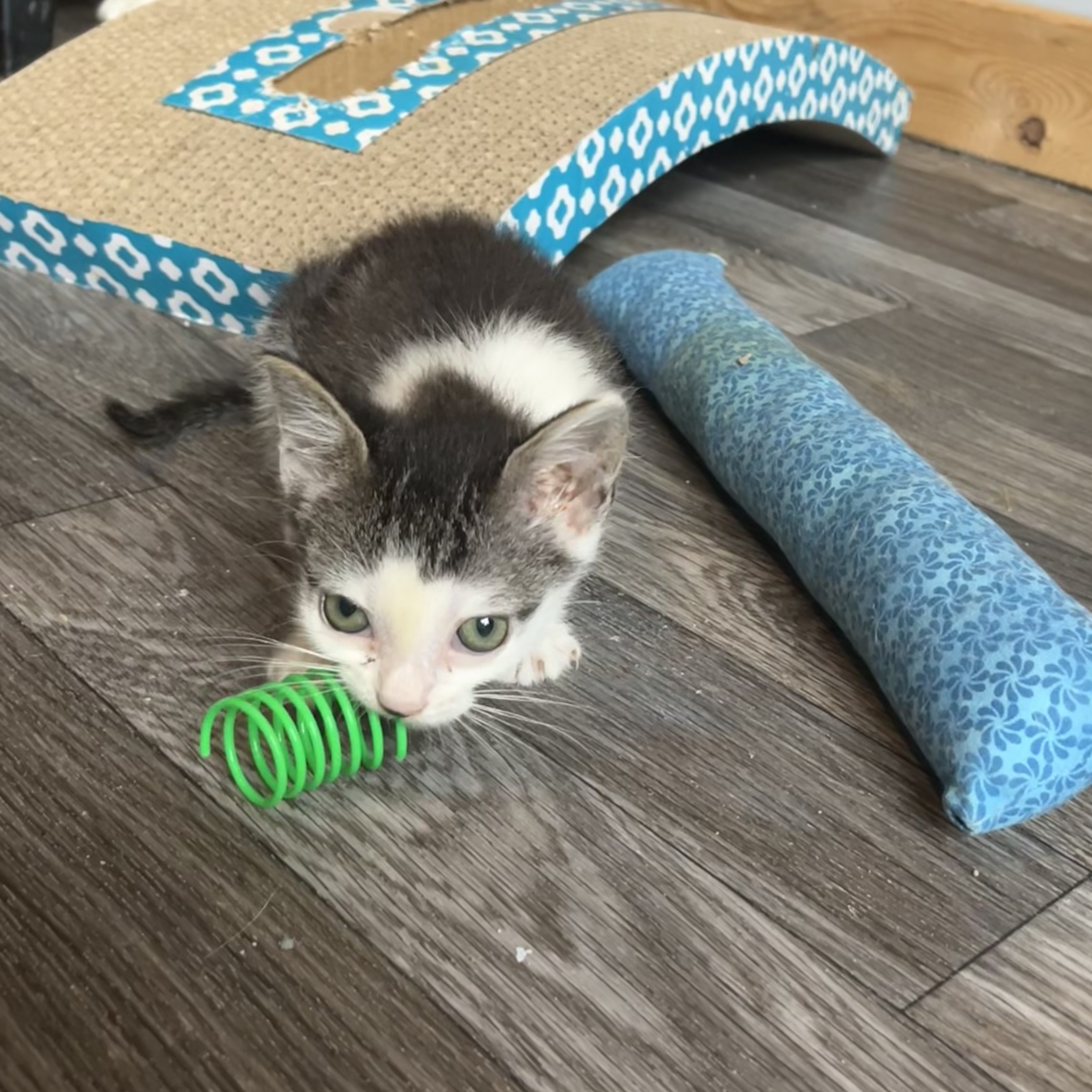 Cat for adoption Arden, a Domestic Short Hair in Lake Geneva, WI