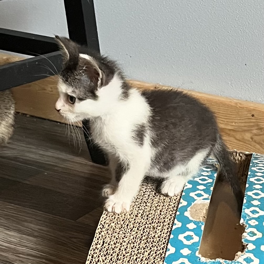 Cat for adoption Arden, a Domestic Short Hair in Lake Geneva, WI