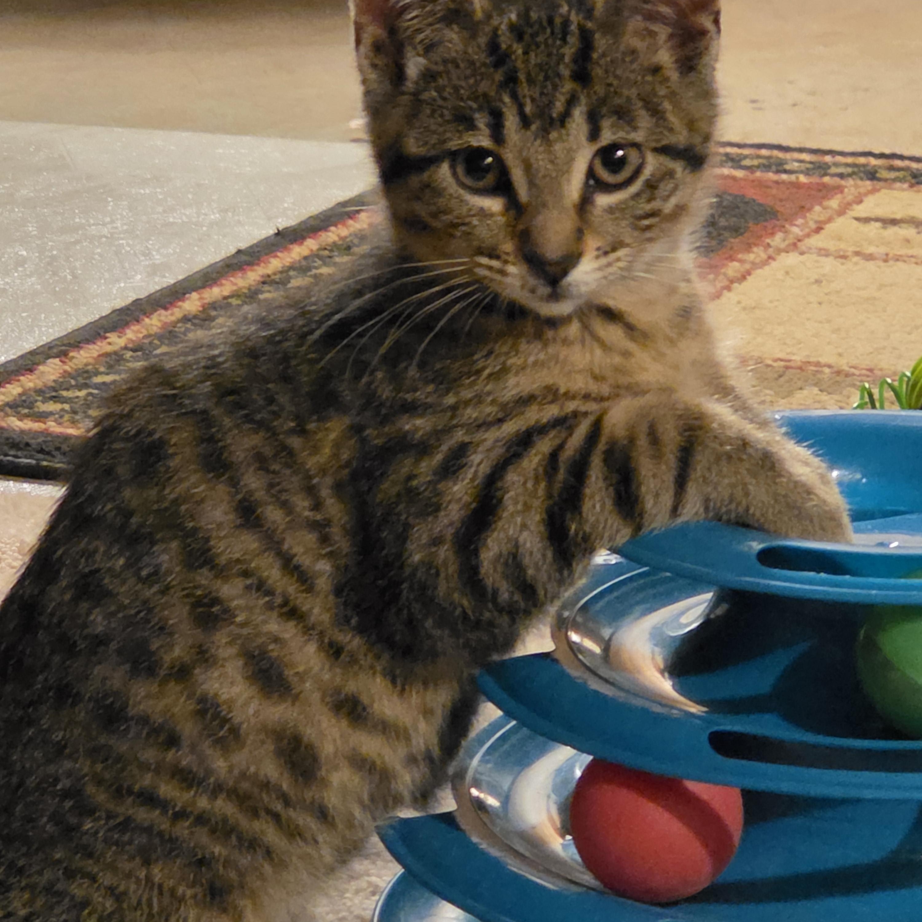 Harley, ADOPTABLE, Kitten Male Domestic Short Hair.