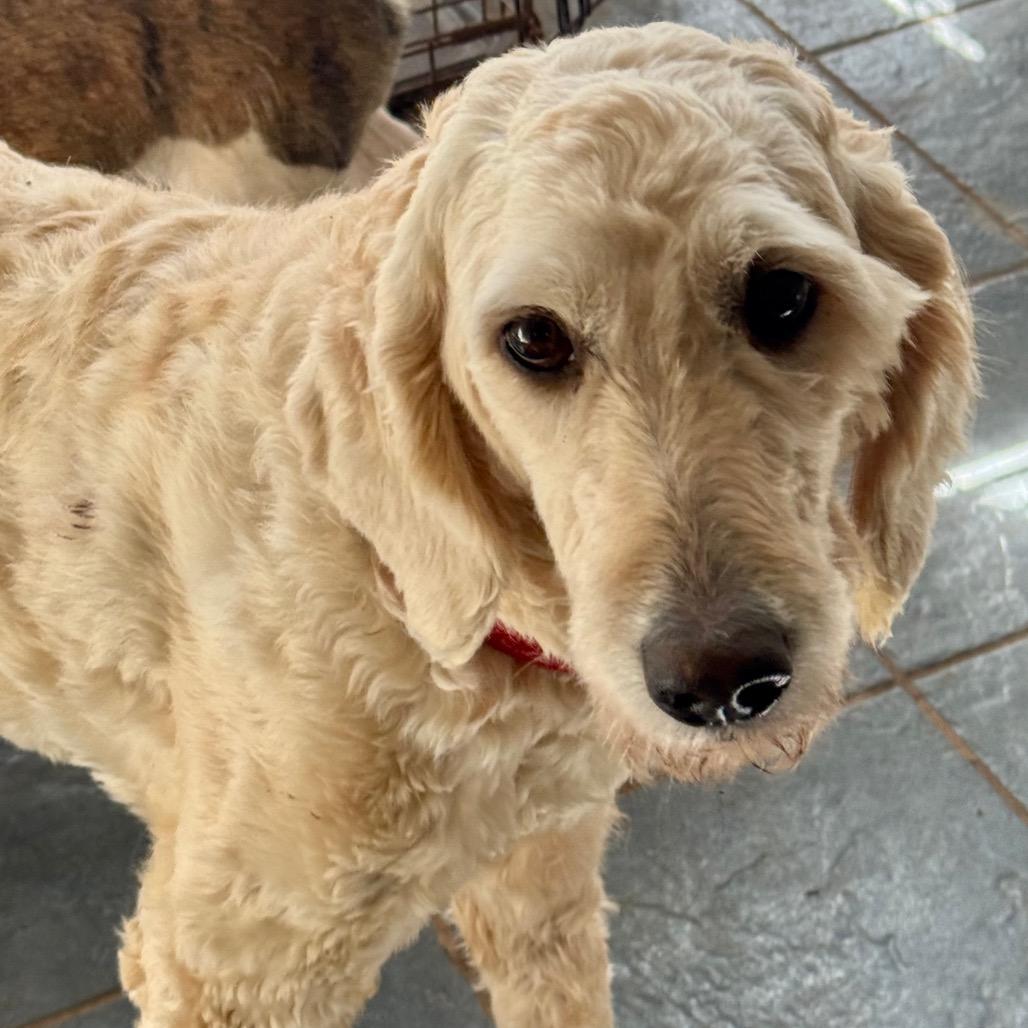 Enlarge Honey, a Adoptable Goldendoodle in Blue Ridge, GA image 1/2