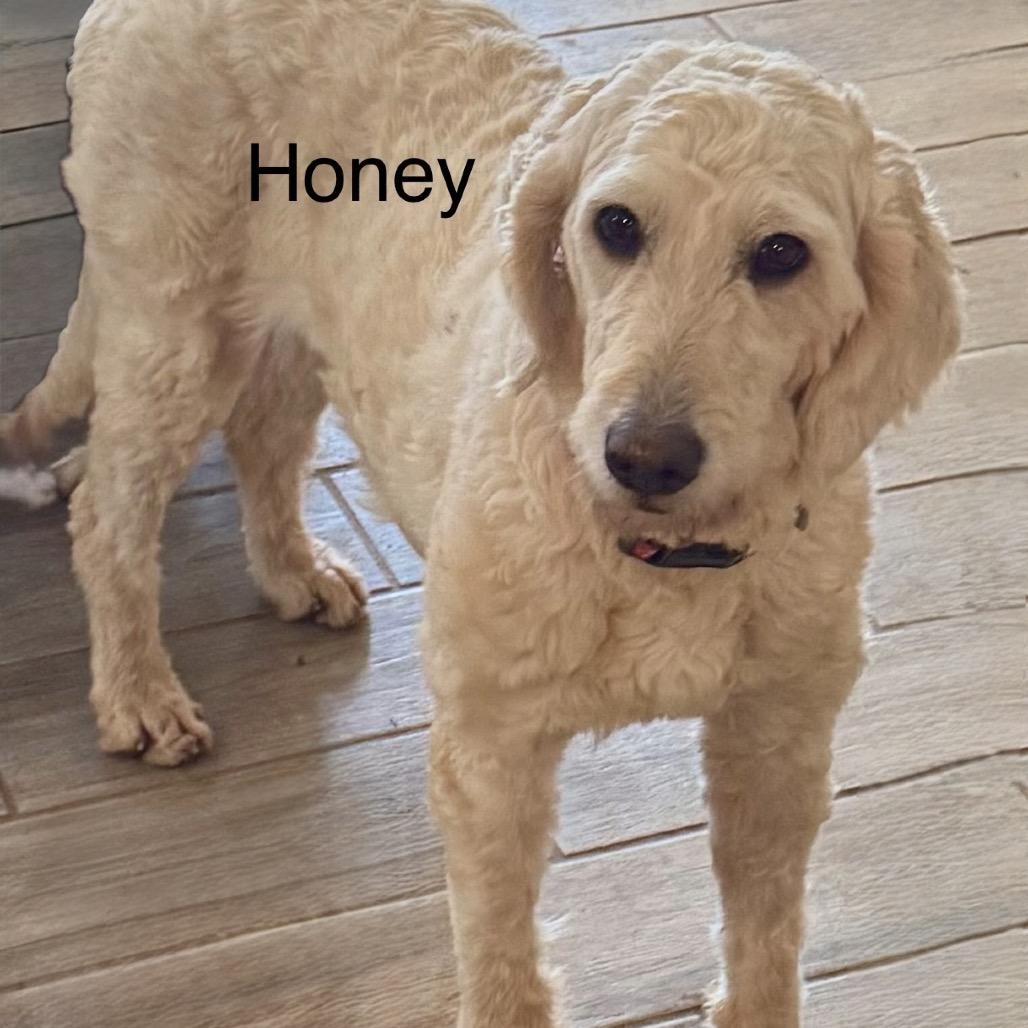 Enlarge Honey, a Adoptable Goldendoodle in Blue Ridge, GA image 2/2