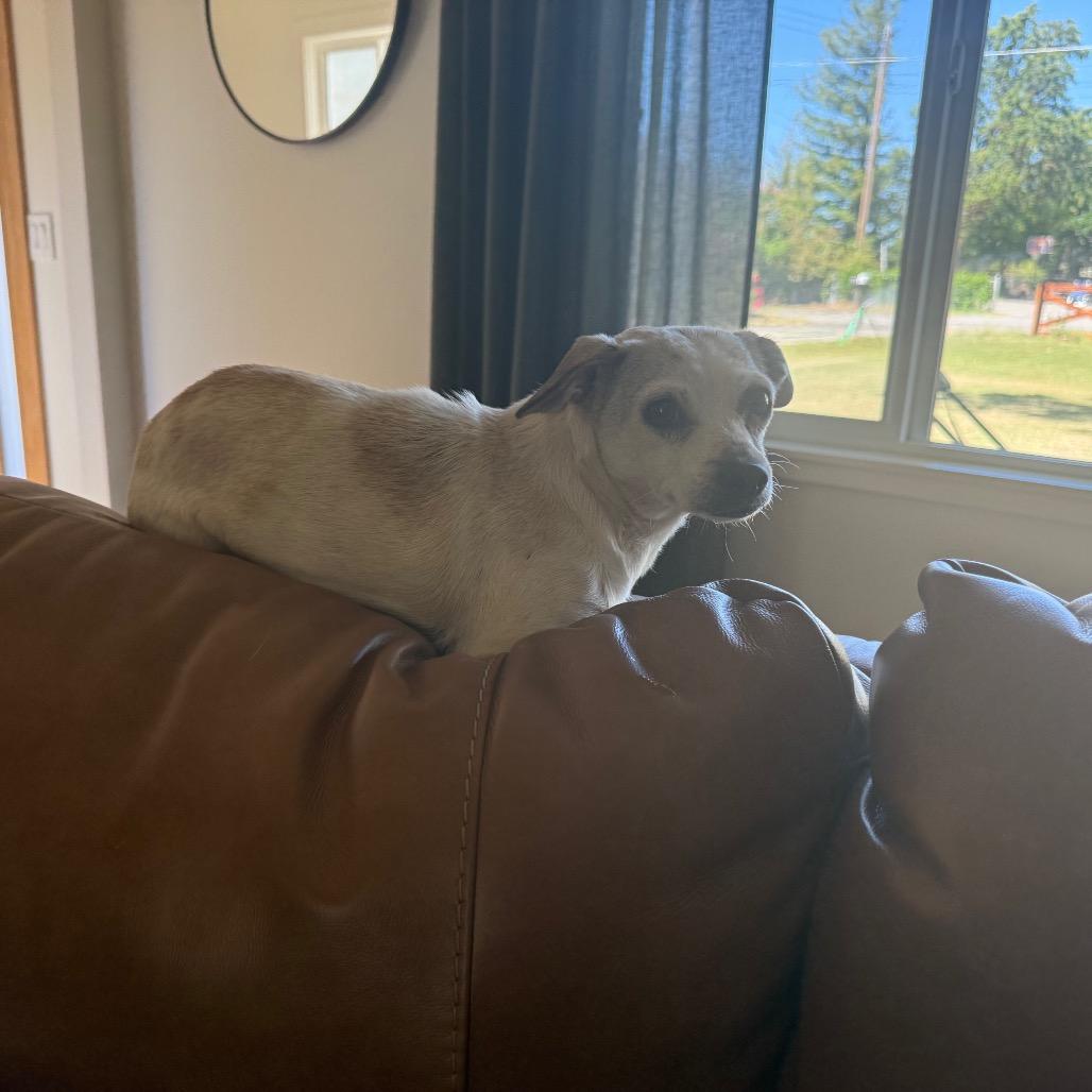 Indie, Adoptable, Adult Female Chihuahua & Mixed Breed.