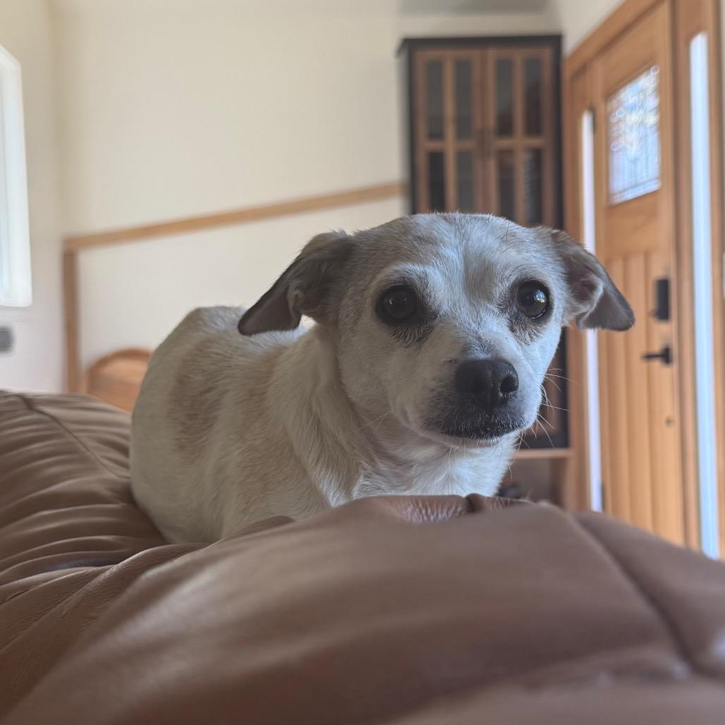 Enlarge Indie, a Adoptable mixed breed in Sacramento, CA image 2/2