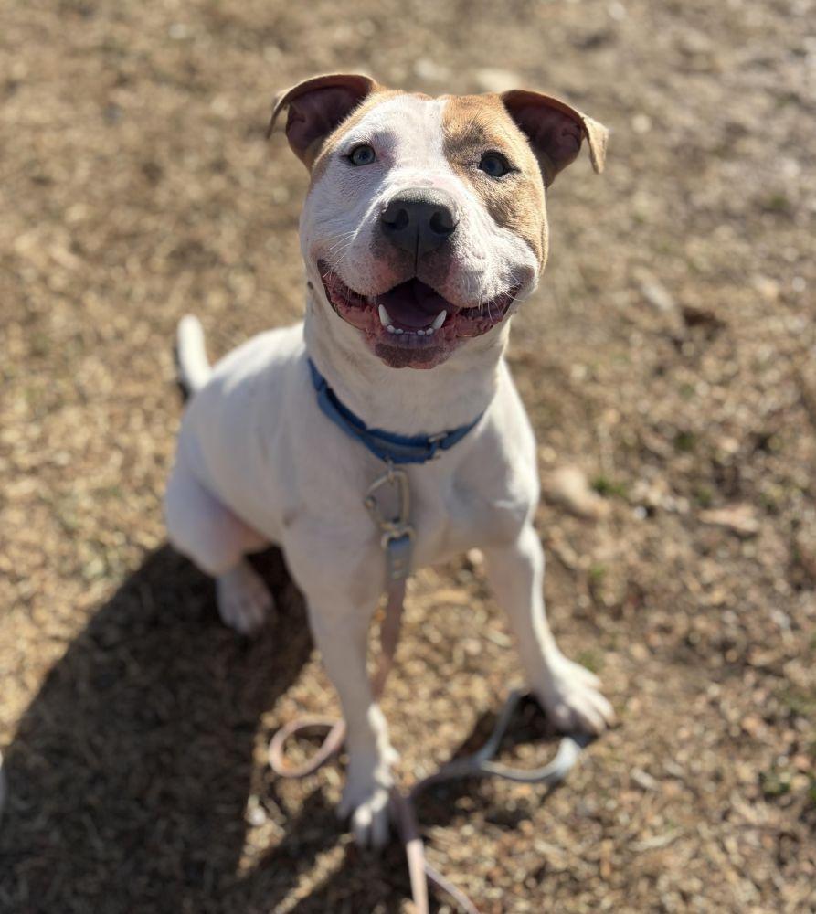 Hercules, Adoptable, Adult Male Mixed Breed.