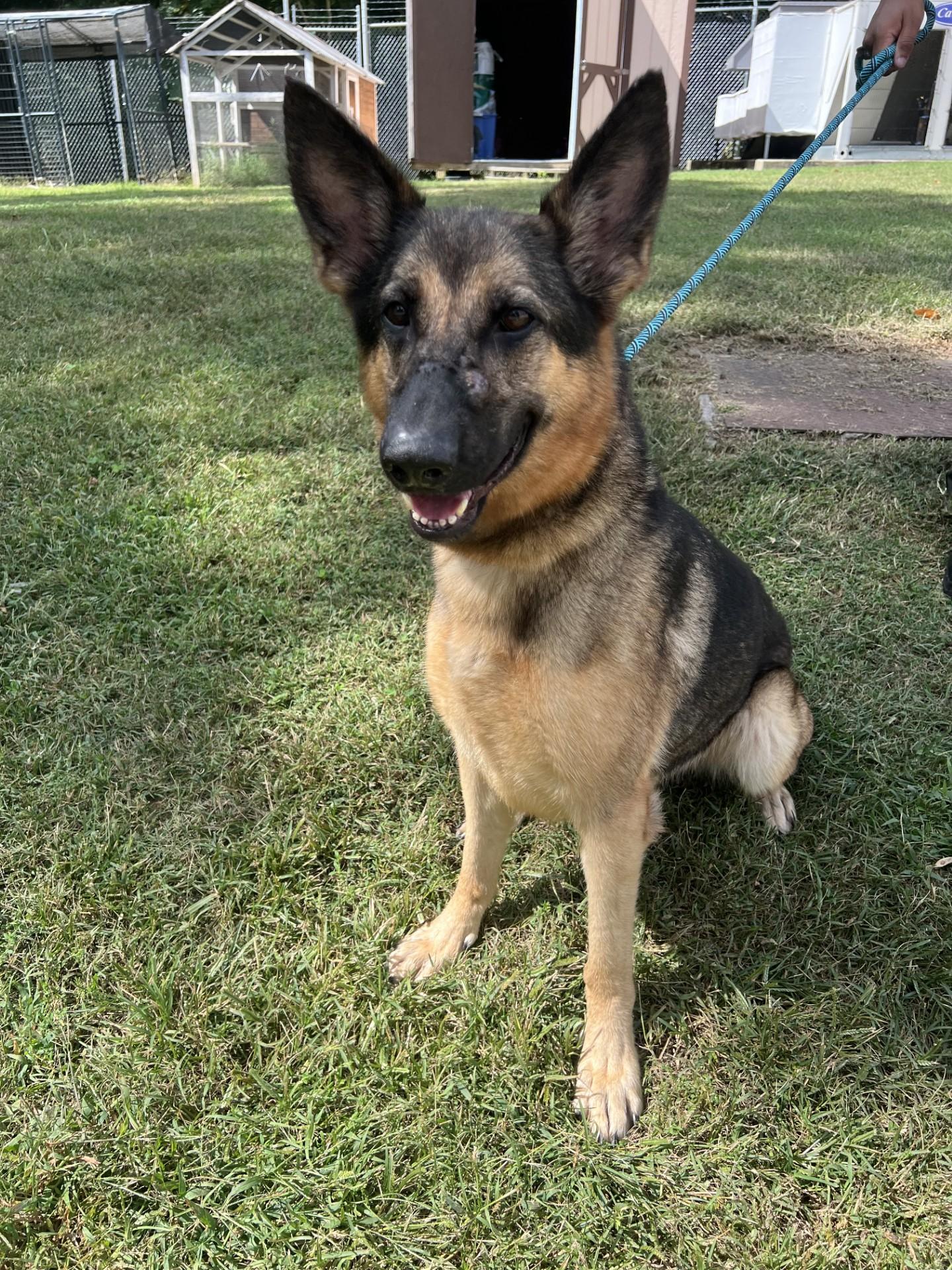 Ingrid, Adoptable, Adult Female German Shepherd Dog.