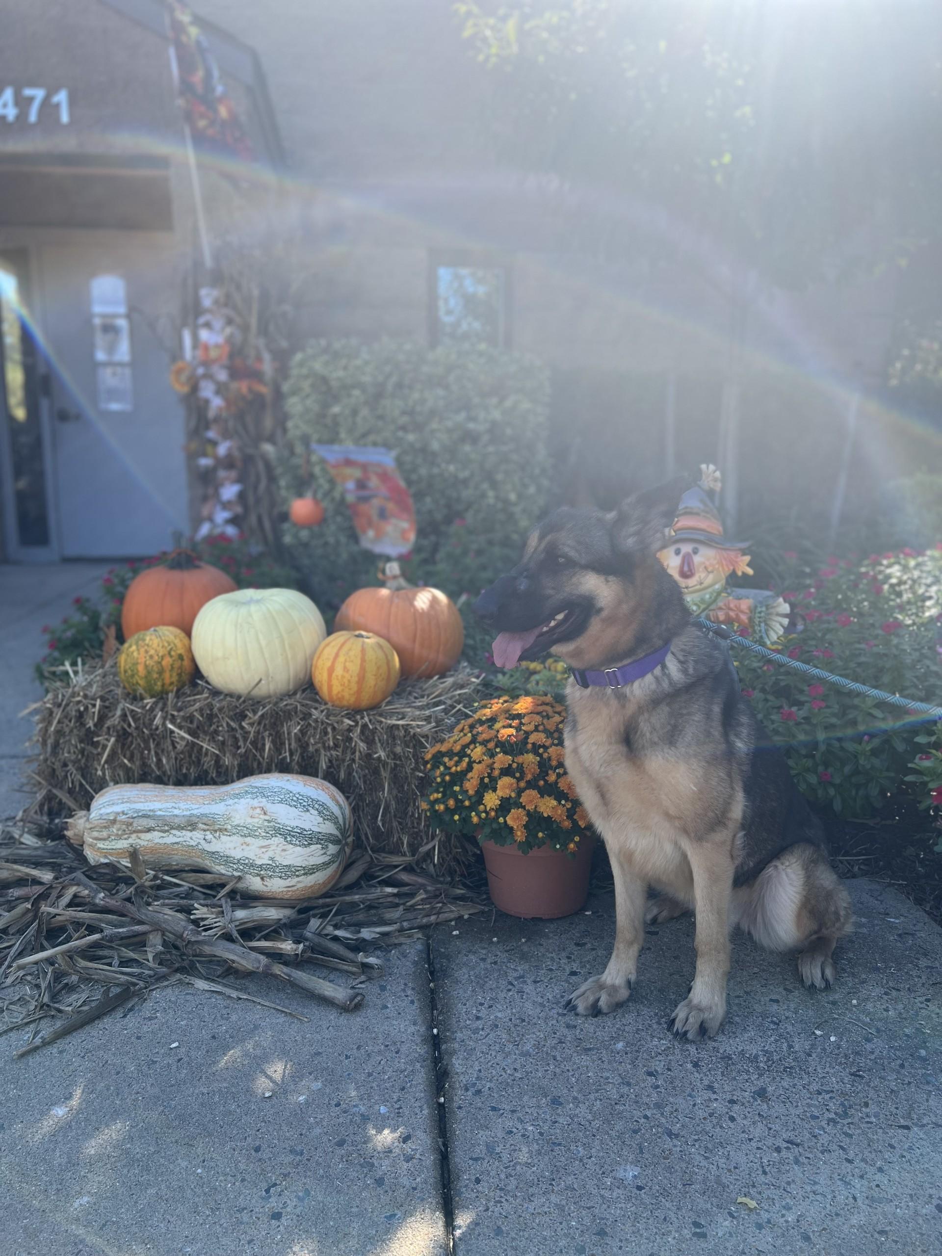 Enlarge Ingrid, a Adoptable German Shepherd Dog in Ashland, VA image 3/3