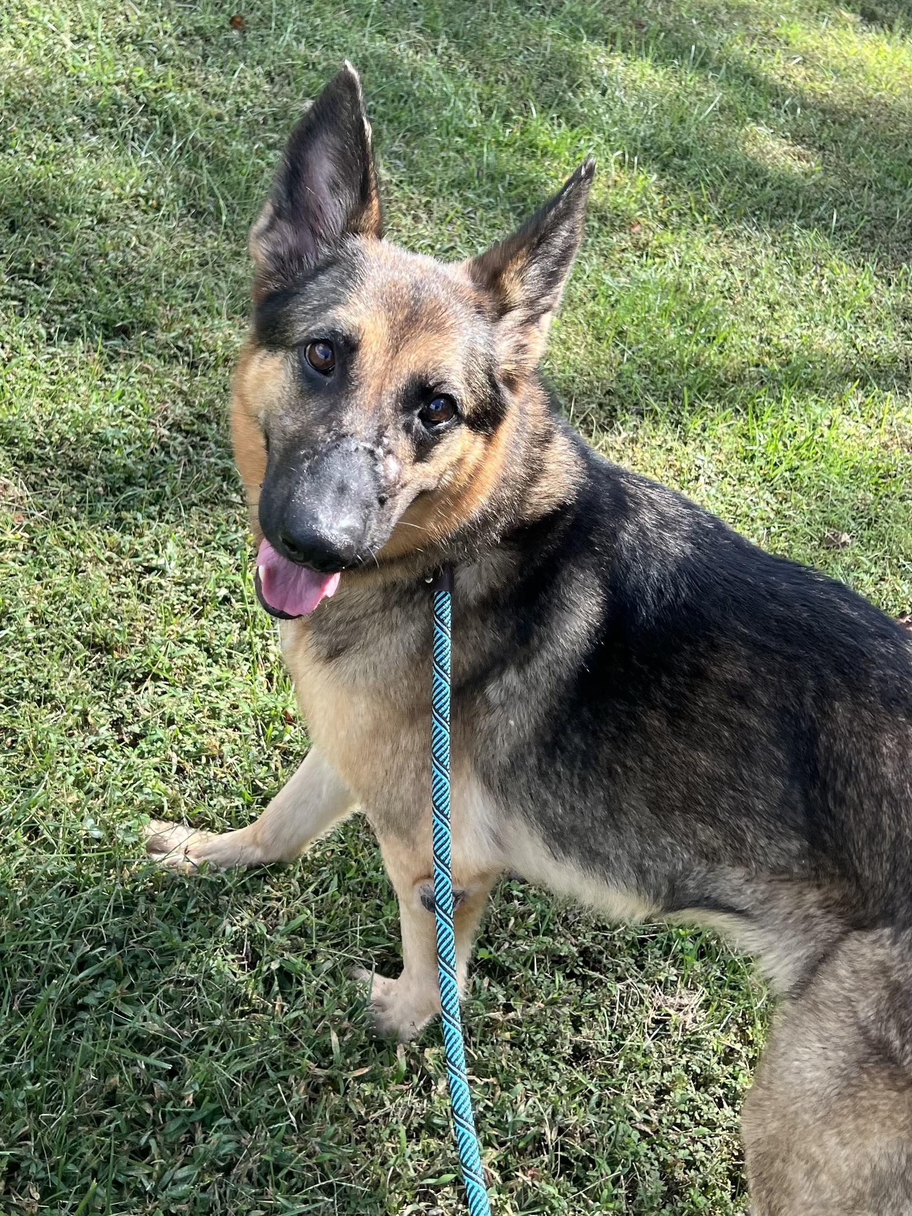 Enlarge Ingrid, a Adoptable German Shepherd Dog in Ashland, VA image 1/2