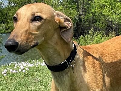 Graham, ADOPTABLE, Young Male Greyhound.