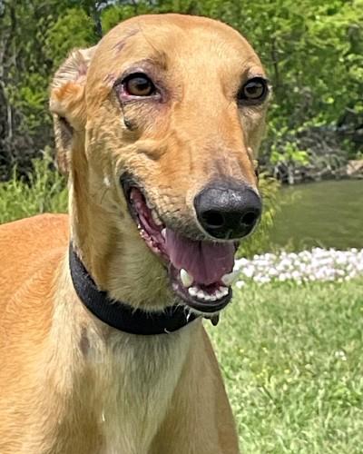 Graham, a ADOPTABLE Greyhound in Dallas, TX image 2/4
