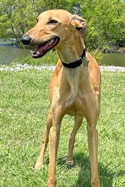 Graham, a ADOPTABLE Greyhound in Dallas, TX image 3/4