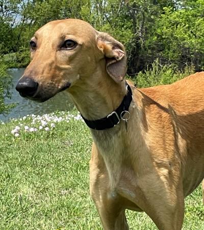Graham, a ADOPTABLE Greyhound in Dallas, TX image 4/4