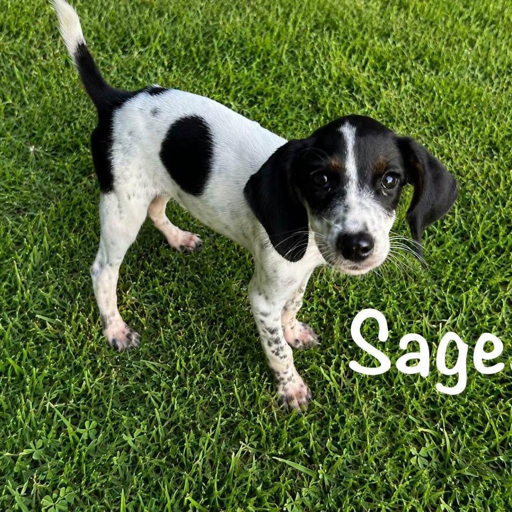 Enlarge Sage, a Adoptable Mixed Breed in Myrtle Beach, SC image 1/1
