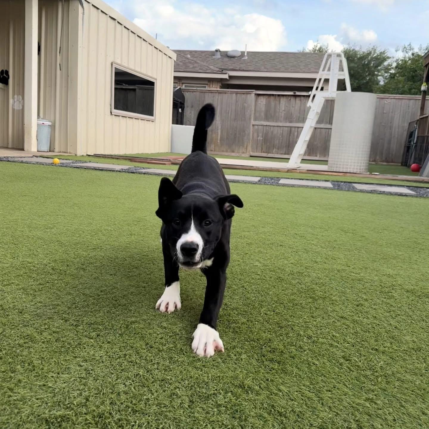 Enlarge Olivia , a ADOPTABLE mixed breed in Whitestone, NY image 1/3