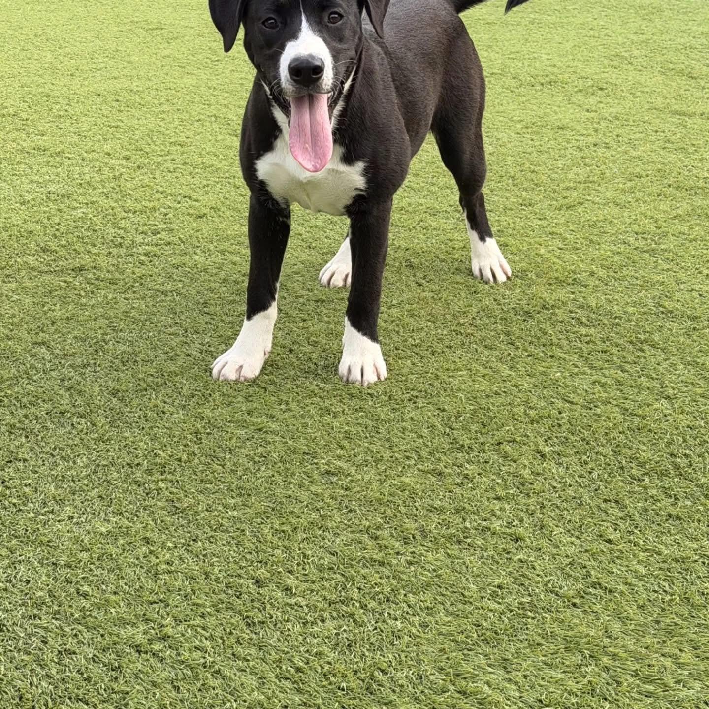 Enlarge Olivia , a ADOPTABLE mixed breed in Whitestone, NY image 3/3