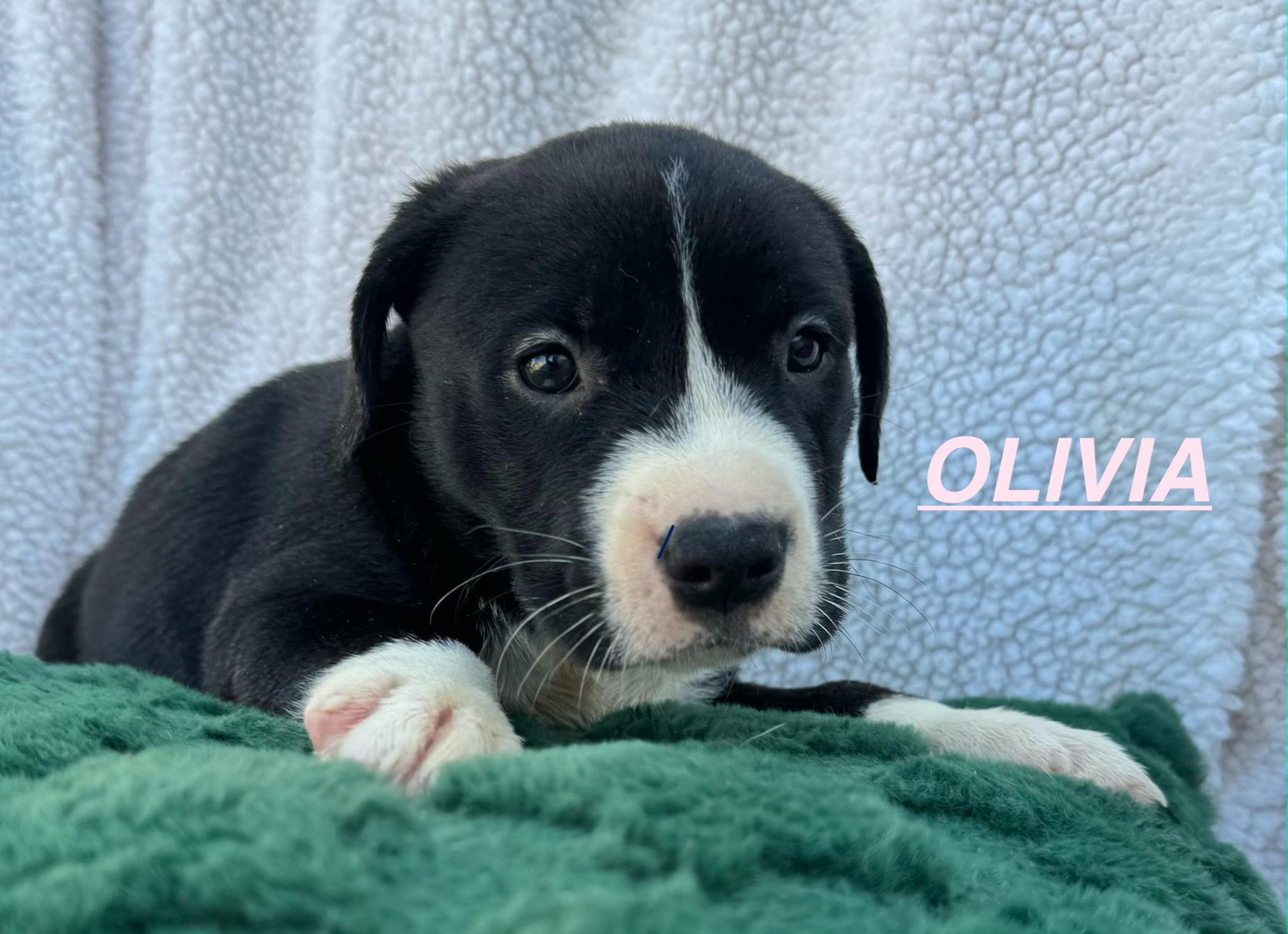 Enlarge Olivia , a ADOPTABLE mixed breed in Whitestone, NY image 1/1