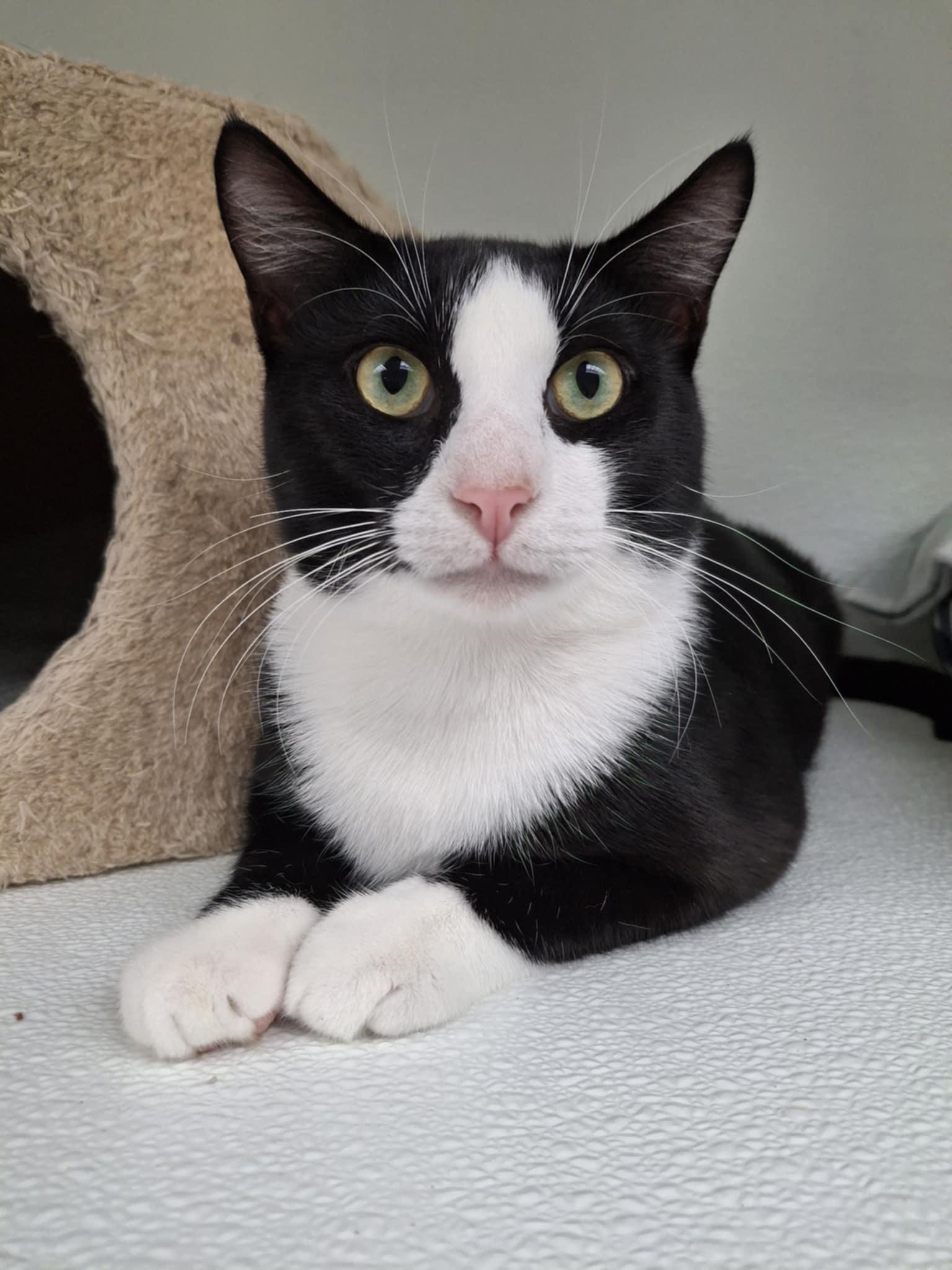 Buoy, Adoptable, Adult Male Domestic Short Hair.