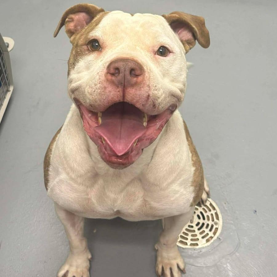 Bianca, Adoptable, Adult Female Pit Bull Terrier.