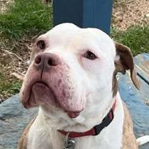 Bianca, a Adoptable Pit Bull Terrier in Rocky Mount, VA image 2/2