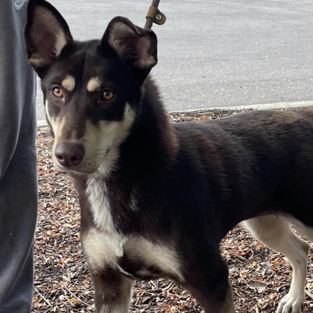 Enlarge Daisy, a Adoptable mixed breed in Plainfield, IL image 1/5