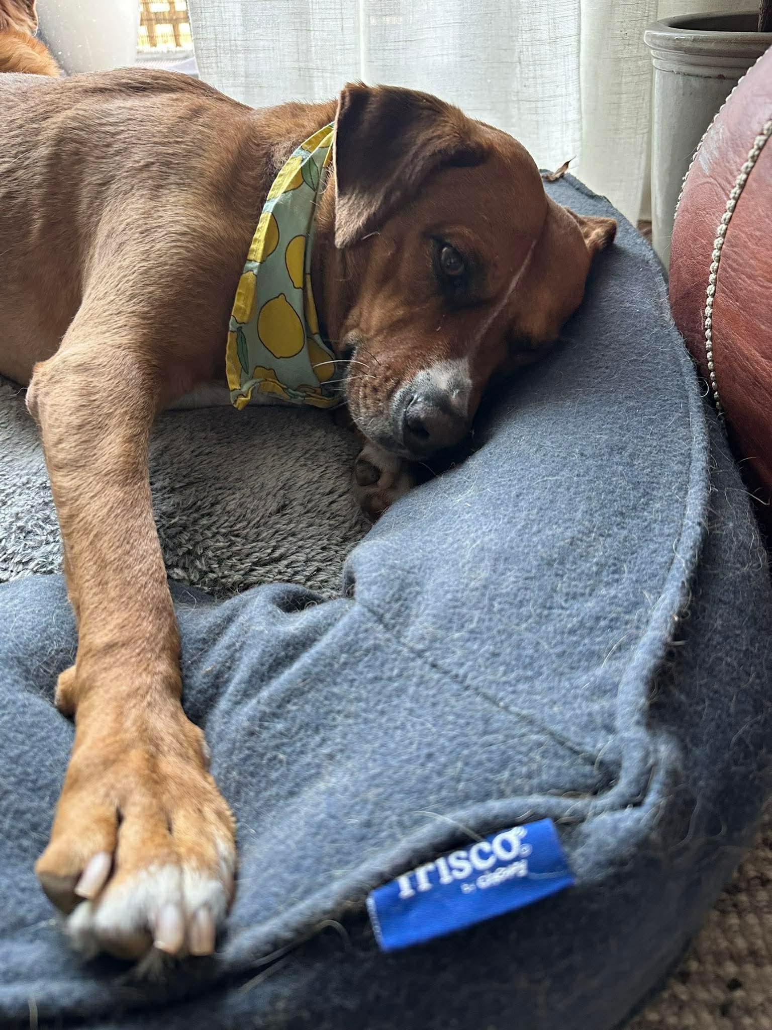 Enlarge Felice, a Adoptable mixed breed in Guelph, ON image 6/6