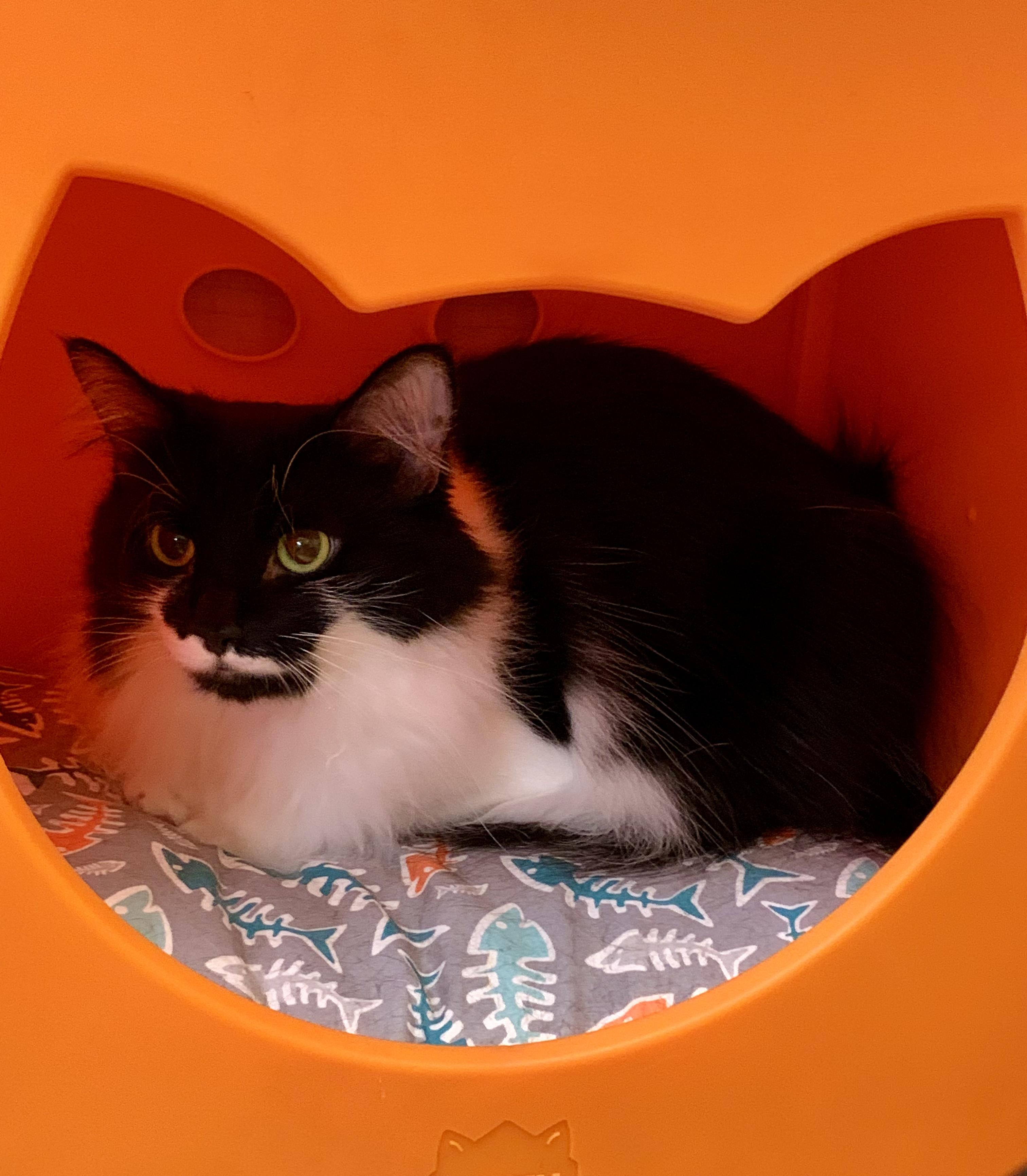 Mini, Adoptable, Adult Female Domestic Medium Hair.