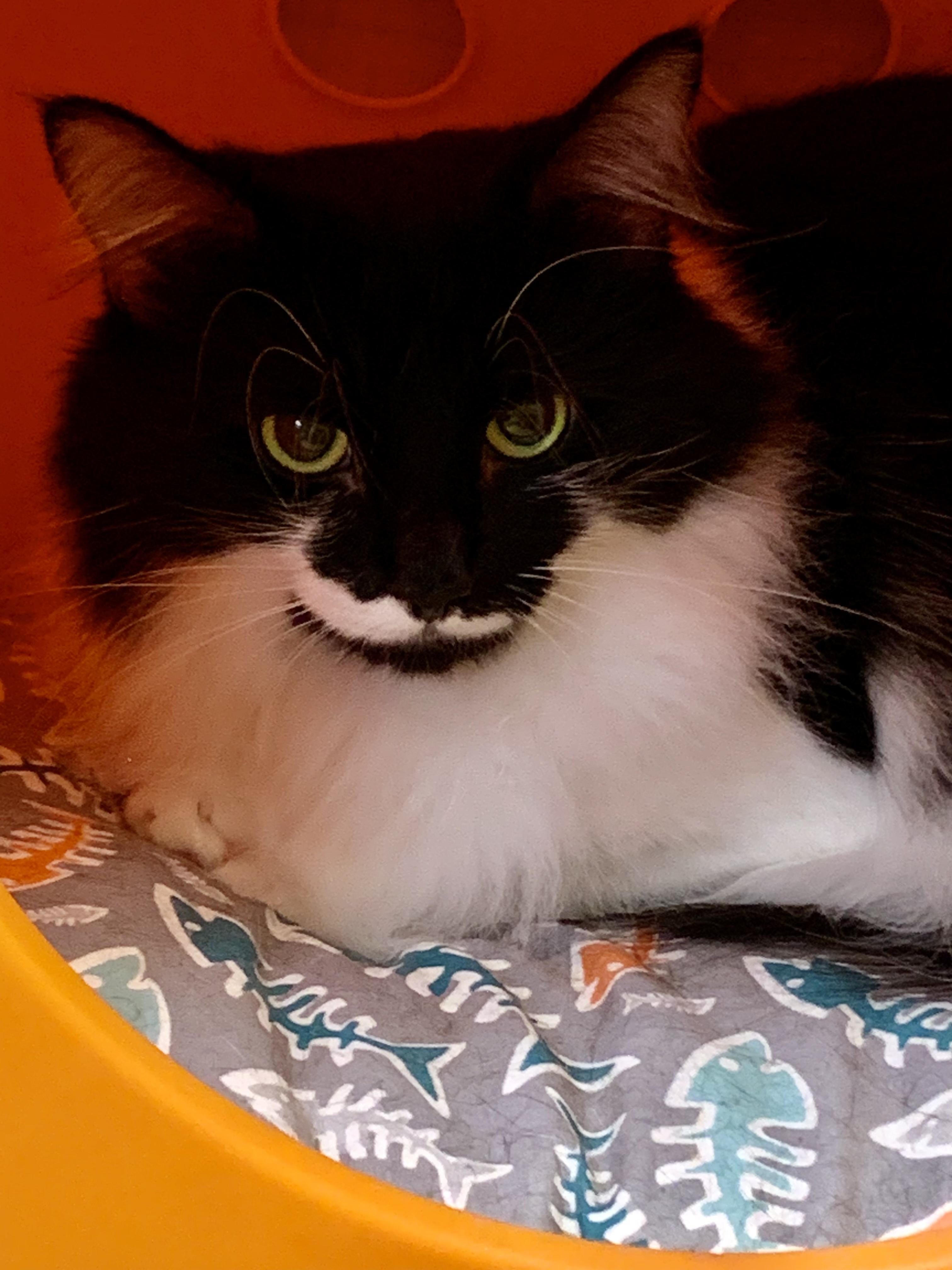 Mini, a Adoptable mixed breed in Duluth, GA image 2/4