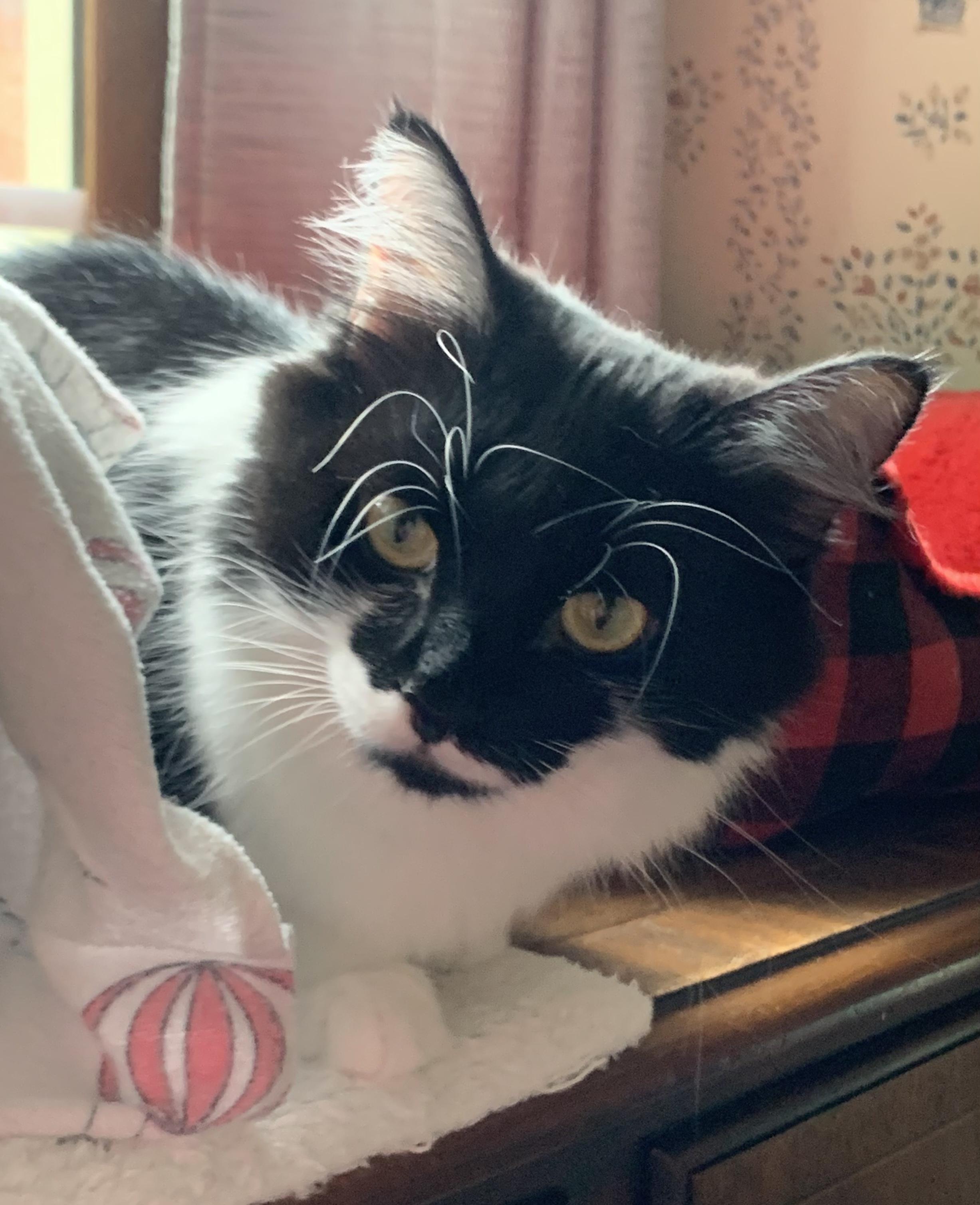 Mini, Adoptable, Adult Female Domestic Medium Hair.