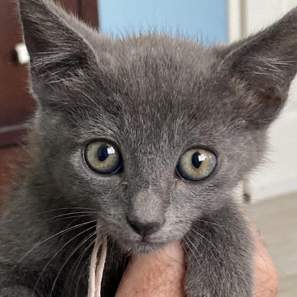 Enlarge Banana Bread, a Adoptable Domestic Short Hair in Riverside, CA image 1/4