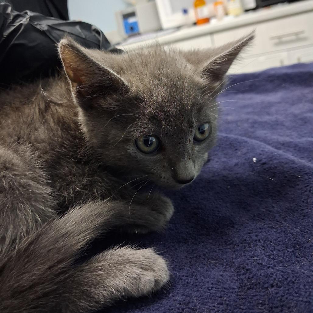 Enlarge Banana Bread, a Adoptable Domestic Short Hair in Riverside, CA image 2/4