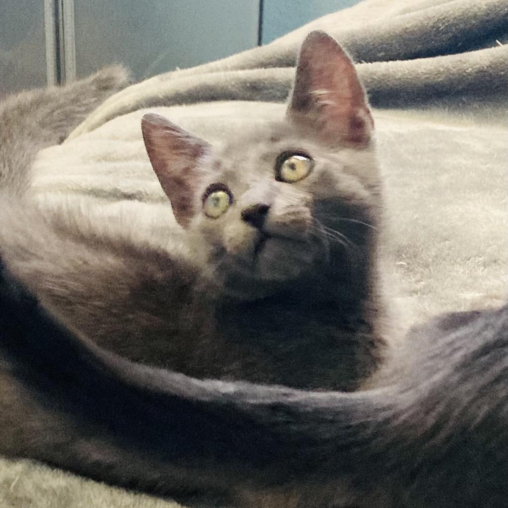 Enlarge Banana Bread, a Adoptable Domestic Short Hair in Riverside, CA image 3/4
