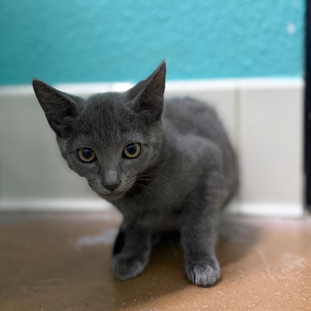 Enlarge Banana Bread, a Adoptable Domestic Short Hair in Riverside, CA image 4/4