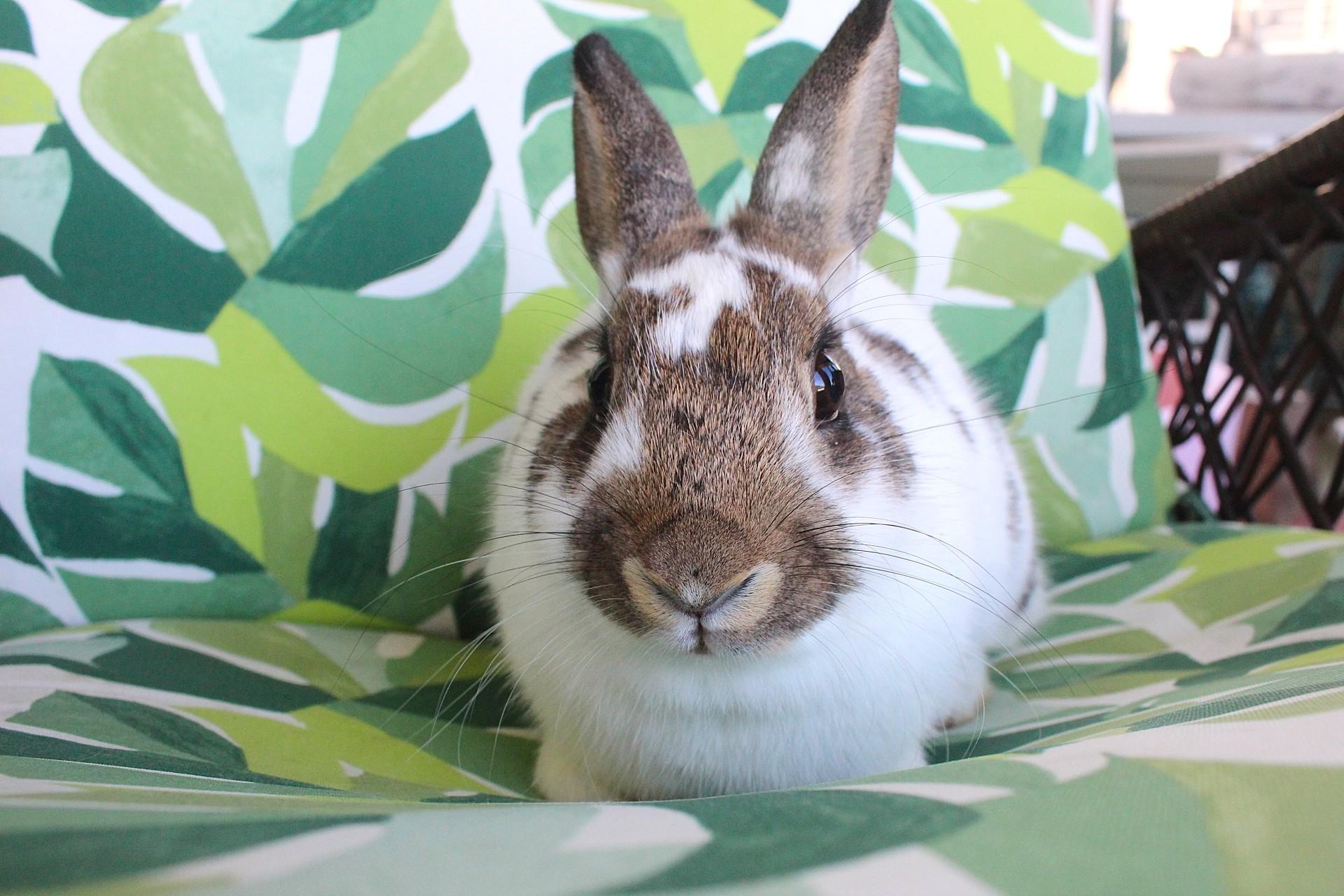 Stella, Adoptable, Young Female American.