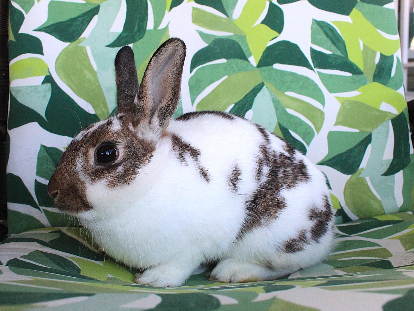 Enlarge Stella, a Adoptable American in Hillside, NJ image 2/3