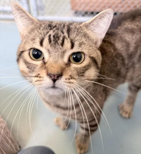 Boi, Adoptable, Young Male Domestic Short Hair.