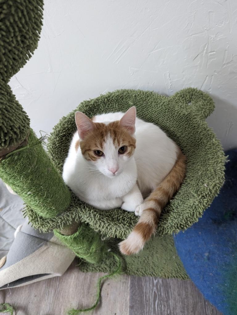 Charlie Cheeto, an adoptable Domestic Short Hair in Kenhorst, PA_image-1