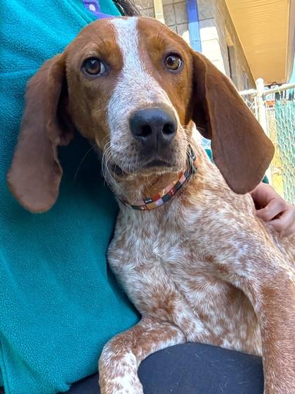 Ricky, Adoptable, Young Male Hound & Mixed Breed.