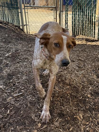 Enlarge Ricky, a Adoptable mixed breed in Cumming, GA image 2/3