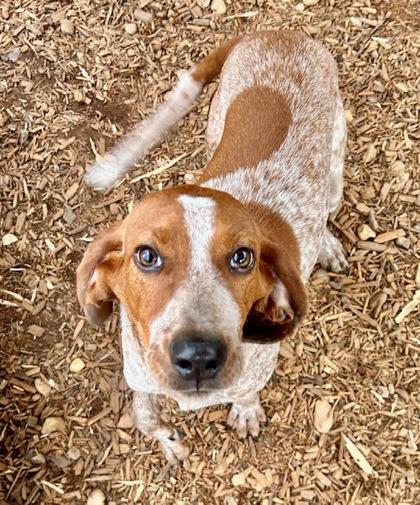 Enlarge Ricky, a Adoptable mixed breed in Cumming, GA image 3/3