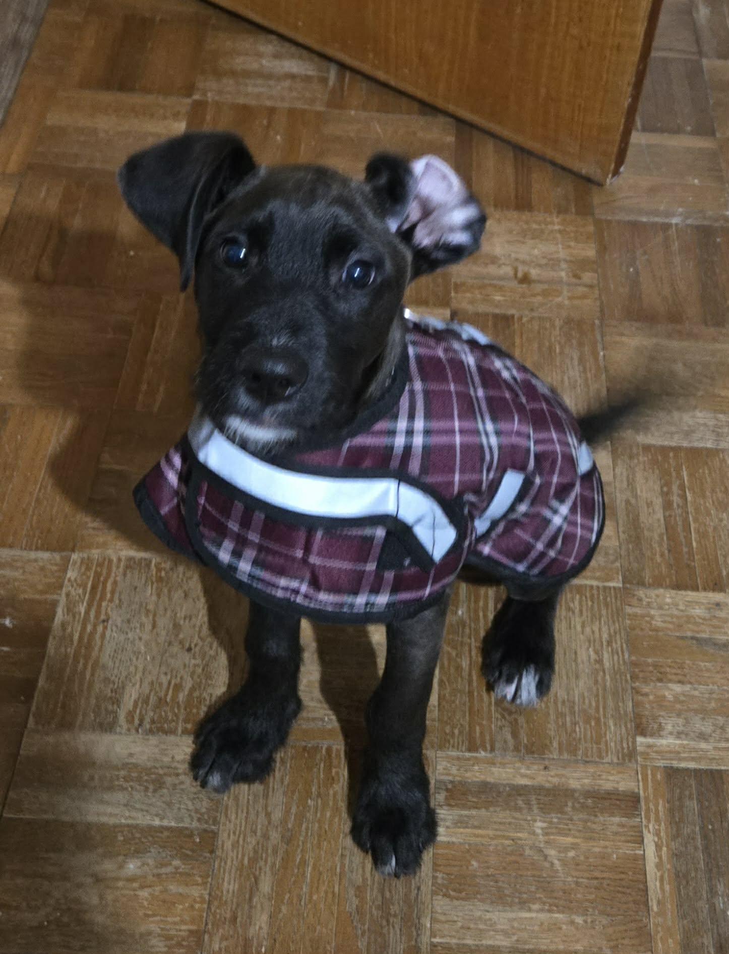 Willow, a ADOPTABLE mixed breed in Union Grove, WI image 2/3