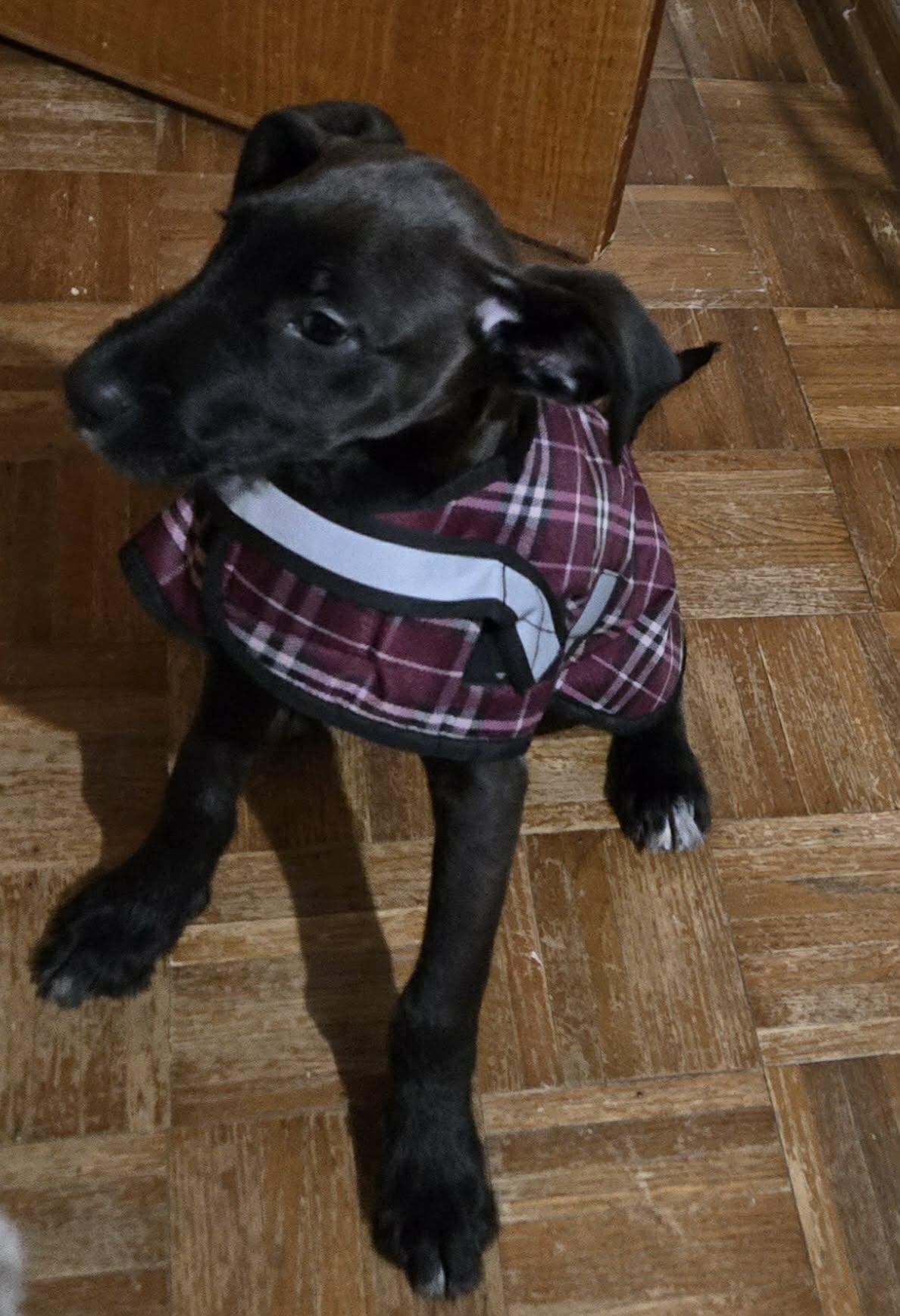 Willow, a ADOPTABLE mixed breed in Union Grove, WI image 3/3