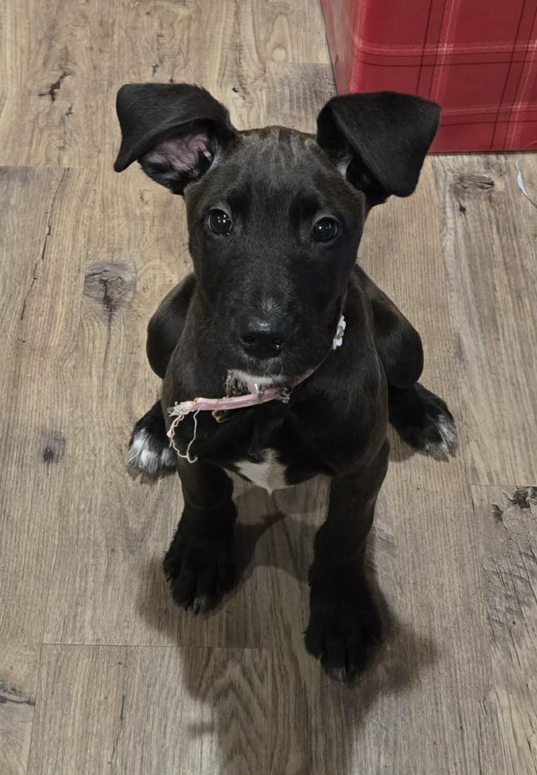 Willow, ADOPTABLE, Young Female Labrador Retriever & Standard Poodle.