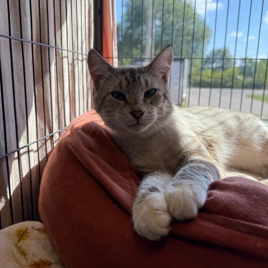 Roach, Adoptable, Adult Male Siamese & Domestic Short Hair.